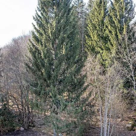 Kessler Waldblick Häusern