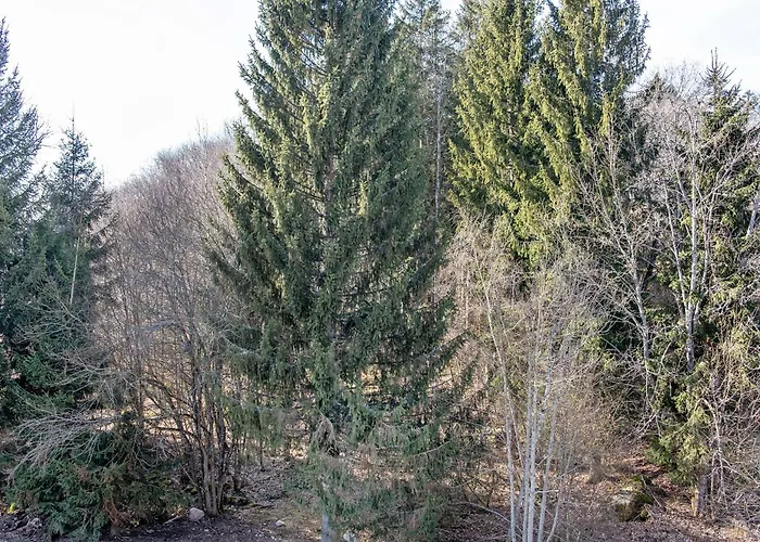 Kessler Waldblick 哈瑟恩